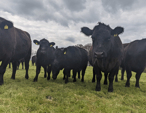 cows in a field