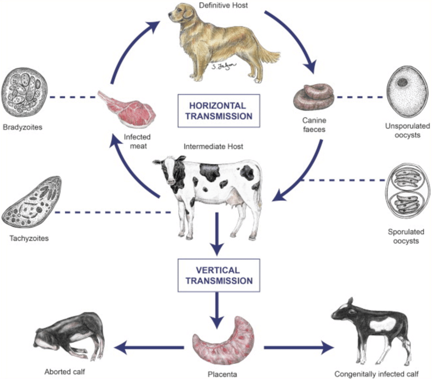 Worm history