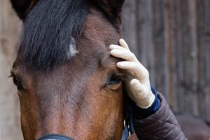 horse and vet