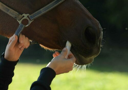 Horse Receives Oral Dose Of Medication