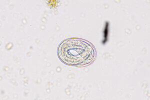 Understanding your faecal egg count worm results | Micron Agritech
